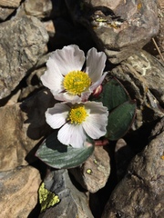 Ranunculus parnassifolius