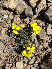 Erysimum sylvestre