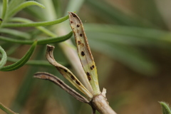 Puccinia coaetanea