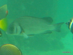 Plectorhinchus gibbosus