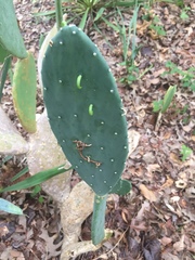 Opuntia cacanapa
