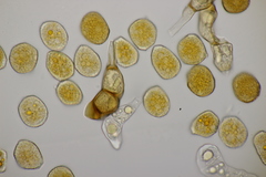 Puccinia coaetanea