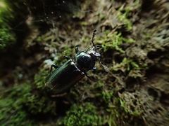 Platycerus caprea