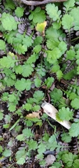 Leptinella squalida squalida