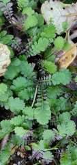 Leptinella squalida squalida