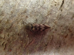 Diacanthous undulatus