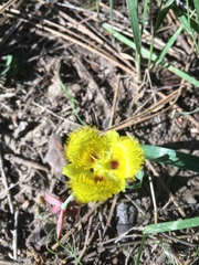 Calochortus monophyllus