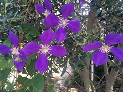 Clematis × jackmanii