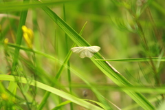 Idaea dilutaria