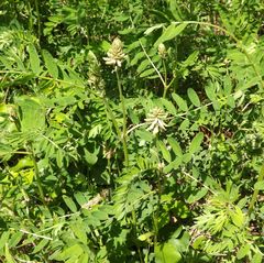 Astragalus schelichowii
