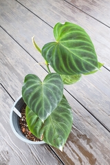 Anthurium verrucosum