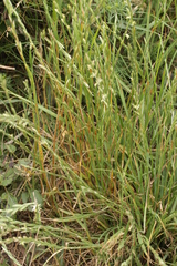 Puccinia graminis