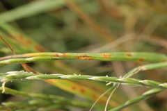 Puccinia graminis