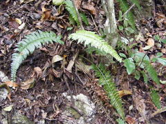 Polystichum harrisii