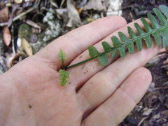 Polystichum harrisii
