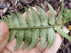 Polystichum harrisii