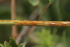 Puccinia graminis