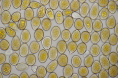 Puccinia graminis