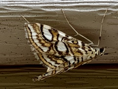 Elophila ekthlipsis