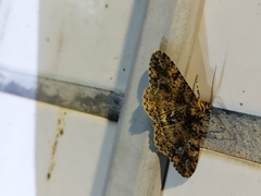 Alcis taiwanovariegata