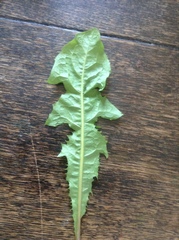 Taraxacum officinale