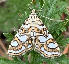 Elophila ekthlipsis