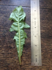 Taraxacum officinale