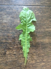 Taraxacum officinale
