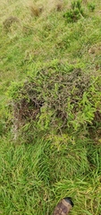 Sophora molloyi