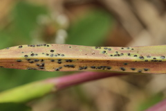 Puccinia hysterium