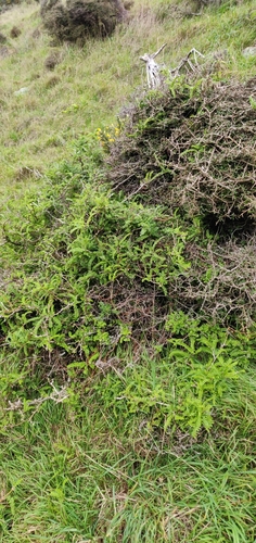 Sophora molloyi