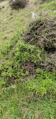Sophora molloyi