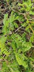 Sophora molloyi
