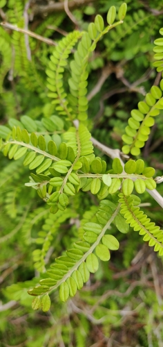 Sophora molloyi