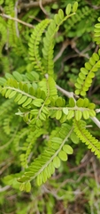 Sophora molloyi