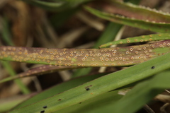 Puccinia hysterium