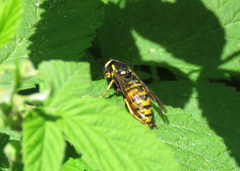Vespula infernalis
