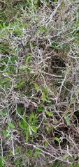 Sophora molloyi