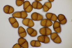 Puccinia hysterium