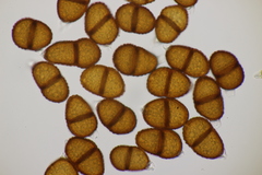 Puccinia hysterium