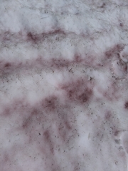 Chlamydomonas nivalis