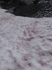 Chlamydomonas nivalis