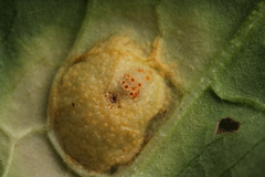 Puccinia recondita