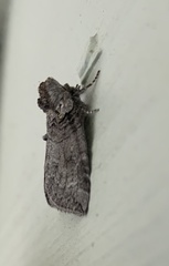 Euthyatira semicircularis