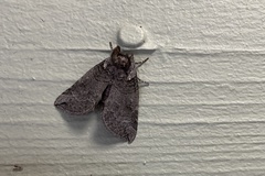 Euthyatira semicircularis