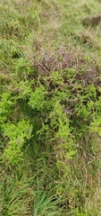 Sophora molloyi