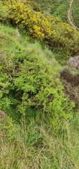 Sophora molloyi