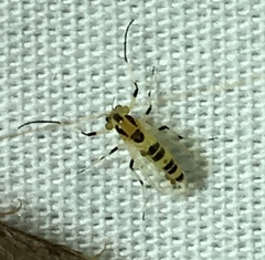 Cricotopus sylvestris