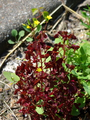 Oxalis stricta rufa