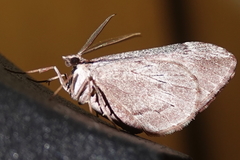 Stamnoctenis pearsalli
